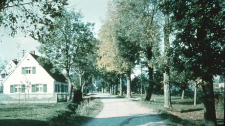 Im Jahr 1955 war die Straße von Deubach nach Gessertshausen noch von einer stattlichen Allee und Streuobstwiesen gesäumt.
