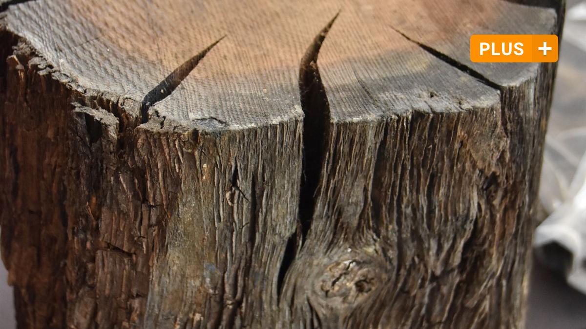 #Monheim: Diese Eiche gehörte vor 800 Jahren zu einem Bollwerk aus Holz