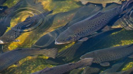 Bis zu 4000 Fische muss ein Forellenzüchter aus Staudheim abfischen und töten. Die Tiere haben einen in der Region eher selten auftretenden Virus mit Namen IHN. 