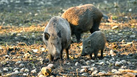 Bei zwei Verkehrsunfällen nahe Gundremmingen wurden drei Wildschweine getötet. 
