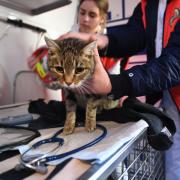 Eine Frau aus Binswangen, die sich um eine schwer verletzte Katze kümmerte, erhält nun viel Zuspruch und Hilfsangebote. 