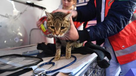 Eine Frau aus Binswangen, die sich um eine schwer verletzte Katze kümmerte, erhält nun viel Zuspruch und Hilfsangebote. 