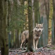 Schon wieder wurde ein Wolf im Alb-Donau-Kreis nachgewiesen. 