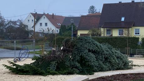 Unbekannte haben im vergangenen Jahr den Christbaumbaum in Bachhagel zersägt. Und das einen Tag vor dem Weihnachtsmarkt.