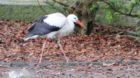 Dieser Storch verunglückte in Aichach und muss nun im Augsburger Zoo überwintern.