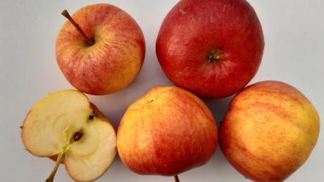 Johannes-Böttner-Äpfel mit ihrer typischen, flachrunden, ungleichmäßig-kantigen Form.