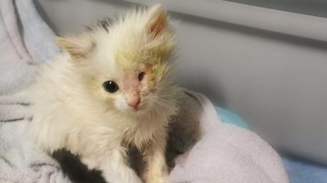 Kranke, verletzte oder unterernährte Katzen werden in Tierheimen aufgepeppelt.