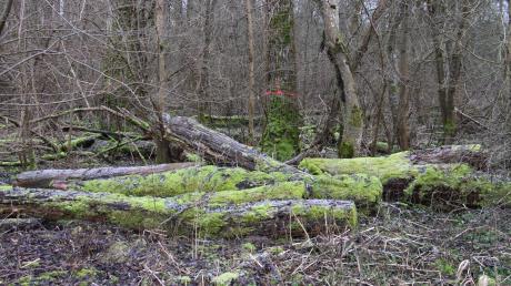 Die Bäume, die gefällt werden müssen, sind bereits mit roten Markierungsringen versehen. Sie bleiben, wie die bemoosten Stämme im Vordergrund, im Wald liegen.