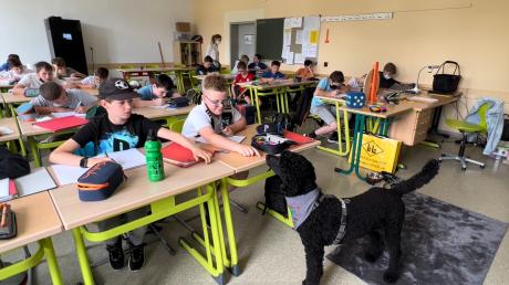 Die Schüler der Klasse 6d der Realschule Wertingen sind begeistert, wenn Pudeldame Bonnie mit Frauchen Nina Lamb im Unterricht dabei ist.