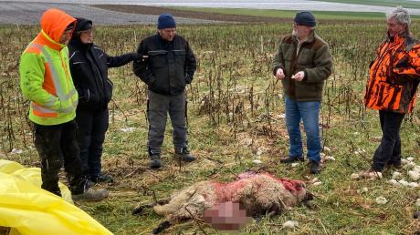 Betroffenheit bei Landwirten und Jägern: Bei Bergheim wurde am Montag ein sechs Monate alter Schafbock aufgefunden, der vermutlich in den frühen Morgenstunden gerissen wurde. 