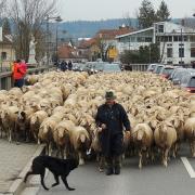 Vorfahrt für die Schafe: Wenn die Schäfer Otto Aucktor und Andreas Huggenberger mit ihren Schafen über die Donaubrücke in Neuburg ziehen, steht der Verkehr still.