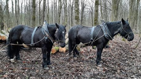 Schwere Holzstämme bewegten die Arbeitspferde im Ellgauer Auwald, beobachtet von den Kindern und Erzieherinnen des Ellgauer Kindergartens.