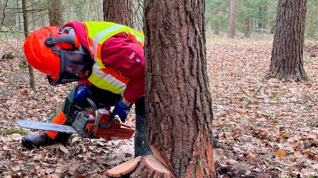 Petra Koppold aus Berg im Gau fällt ihren ersten Baum mit der Motorsäge.