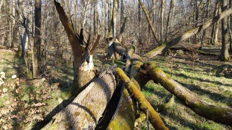 Impressionen aus dem Naturwaldreservat Falken: Totholz bleibt im Wald liegen und wird so zur Nahrungsgrundlage und Unterschlupf für Vögel, Insekten oder Pilze.