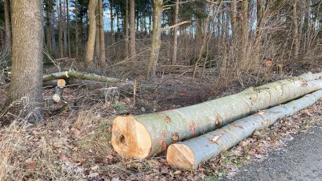 In der Nähe des Wallenhauser Wegs in Buch haben Holzdiebe einen mehr als drei Meter langen Baumstamm gestohlen.  