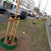 In Augsburg wurden im vergangenen Jahr weniger Bäume neu gepflanzt als Fällgenehmigungen erteilt. 