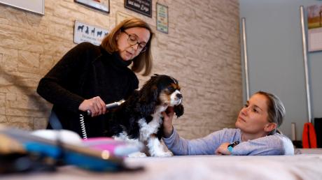 Tierphysiotherapeutin Petra Rupprecht massiert den Cavalier King Charles Spaniel namens Ami, Halterin Sandra Heins schaut zu.
