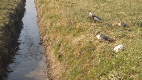 Dieser Entenfamilie scheint der Alsmooser Graben sauber genug zu sein. Dennoch informierte sich der Petersdorfer Gemeinderat jetzt, wie  Gewässer von Schlamm und Kraut befreit werden können. 