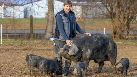 Landwirt Manfred Vogl hält auf seinem Hof in Pessenburgheim Cornwall-Schweine.
