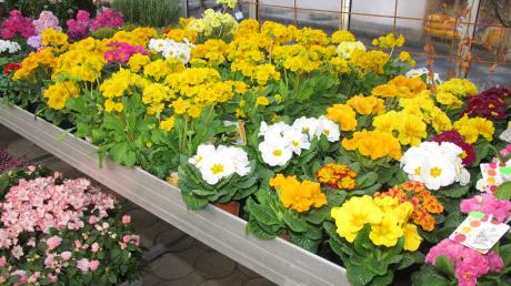 Jetzt ist die Auswahl an blühenden Frühlingsblumen in den Gärtnereien besonders groß. 