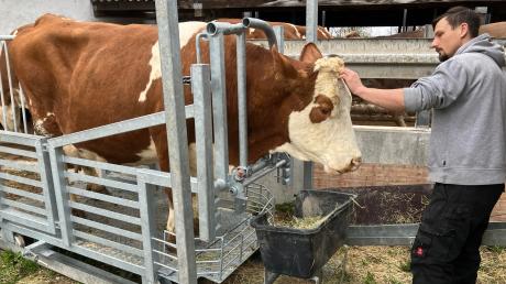 Mobile Schlachtung im Unterallgäu:
Martin Mayr streichelt die Kuh zur Beruhigung, bevor er sie mit einem Bolzenschussgerät betäubt.