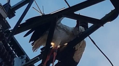 Der tote Storch wurde aus der Stromleitung geborgen und der Unteren Naturschutzbehörde übergeben. 