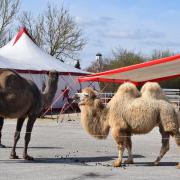 Der Aufbau auf dem Festplatz im Dillinger Donaupark läuft: Am Donnerstag um 15.30 Uhr feiert dort der Circus Alessio Premiere. Dabei sind auch Kamele und Dromedare. 
