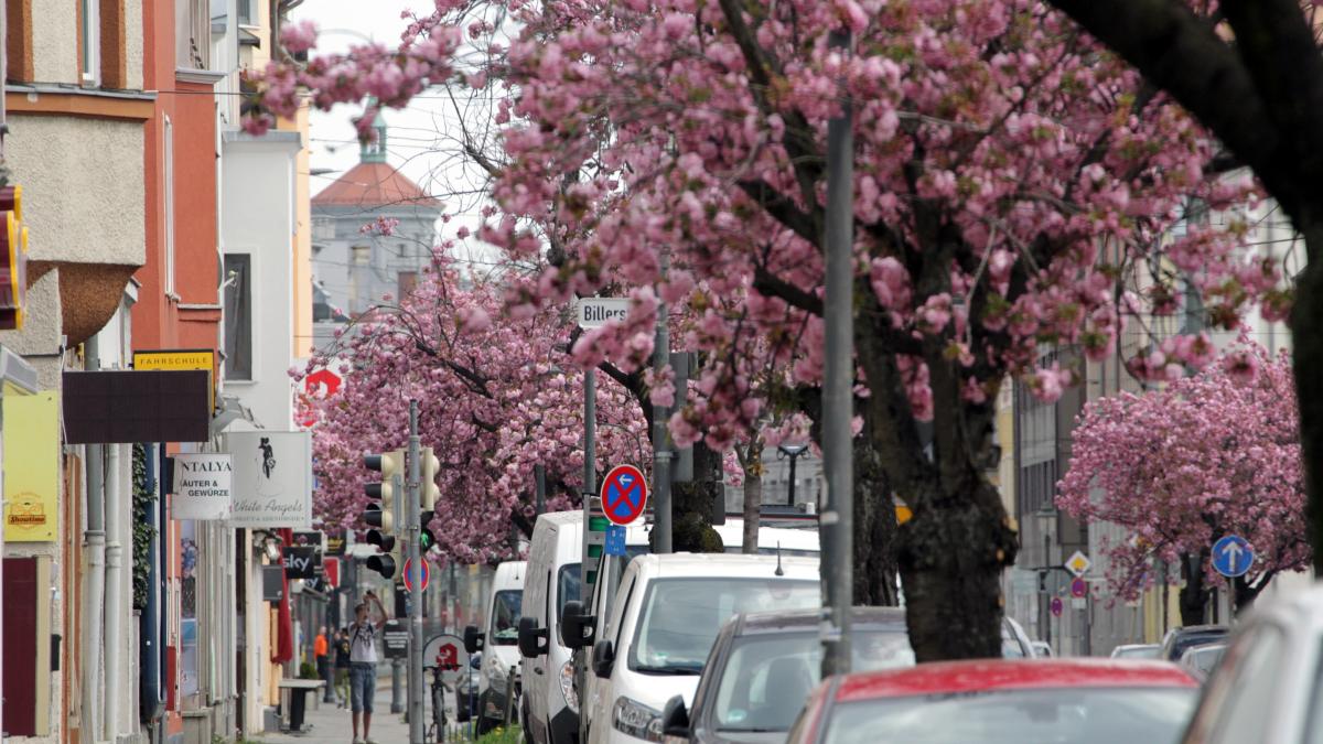 #Die Arge Oberhausen feiert das Kirschblütenfest 2023