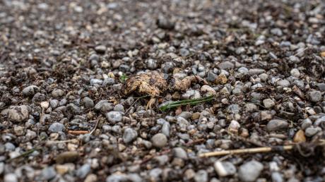 Mehrere tote Kröten fand eine Spaziergängerin auf einem Waldweg am Dienhauser Weiher.