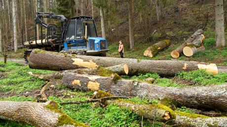 Der Galgenforst bei Burgau gehört zum Forstrevier Ettenbeuren. Entlang der Wege müssen Bäume gefällt werden, die vom Eschentriebsterben befallen sind. 