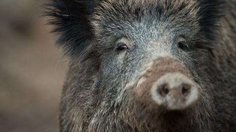 Wildschweine im Wittelsbacher Land sind immer noch stark mit Radioaktivität belastet.  