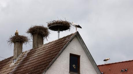 Solch ein Storchennest auf dem Dach des Polizeipostens in Langenau störte im vergangenen Jahr den Polizeifunk.  