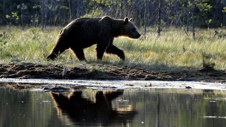 Ein Braunbär in freier Wildnis. Auch in Bayern wurden zuletzt wieder Bärenspuren entdeckt.