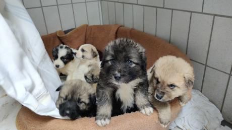 Neun Hundebabys wurden vergangene Woche abends vor dem Tierheim Hamlar ausgesetzt. Wären sie nicht zufällig gefunden worden, hätten wohl nicht alle die Nacht überlebt.