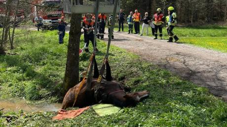 Ein Pferd war in einem Graben neben einem Waldweg stecken geblieben und wurde von der Feuerwehr Babenhausen und der Feuerwehr Weiler gerettet.