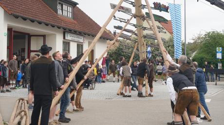 Mit Muskelkraft stemmten Männer im vergangenen Jahr im Aichacher Ortsteil Unterwittelsbach einen Maibaum in die Höhe. Wo gibt es in diesem Jahr neue Maibäume?