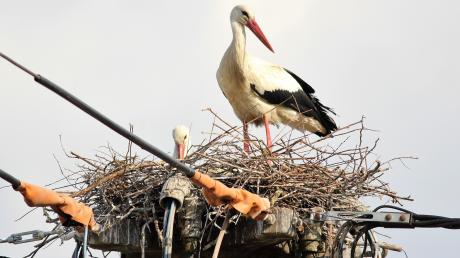 Ein Storchenpaar hat sich in der Ortsmitte von Biberbach ein Nest gebaut. Waren sie vor einigen Jahren noch eine echte Seltenheit, sieht man sie mittlerweile das ganze Jahr über. 