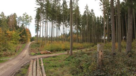 Der kommunale Wald in Unterroth wird zum Mischwald umgebaut.
