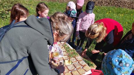 Merching hat jetzt eine Umweltschule - und das betrifft auch das Pausenbrot: Essbare Kräuter werden gehackt und von Karin Paulus und Eva Wülbern auf die Brote gestreut.