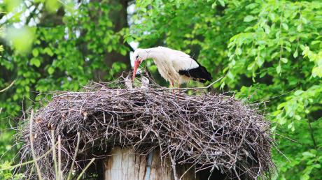 Die wilden Storcheneltern am Augsburger Zoo haben jetzt viel zu tun.