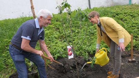 Der Bürgermeister von Renazé, Patrick Gaultier, mit Bürgermeisterin Susanne Fischer gießen das französische Apfelbäumchen, das bereits kleine grüne Äpfelchen trägt.