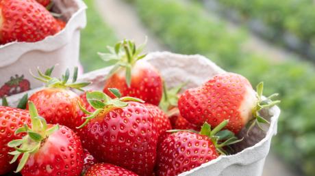 Endlich Erdbeeren! Auf einigen Feldern im Landkreis Neu-Ulm kann man die Früchte selbst pflücken.