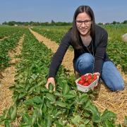 Die ersten Erdbeeren sind reif, wie hier auf dem Erdbeerfeld der Firma Kistler bei Reisch, hier mit Aushilfe Bettina Darnhofer.