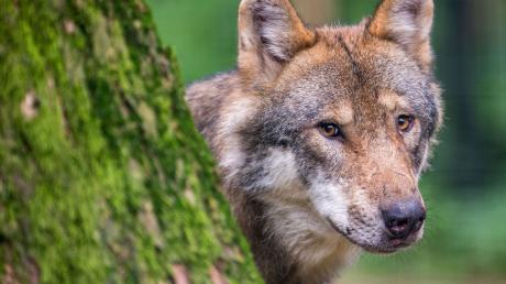 Bei Laichingen wurde ein totes Tier gefunden. Das Ministerium bestätigt jetzt, dass es ein Wolf ist.