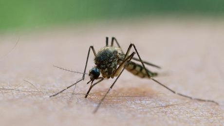 Alle Jahre wieder ein Thema am Ammersee: Kommt eine Mückenplage oder bleibt sie aus?