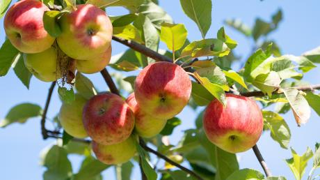 Die Gemeinde Baar will sich am Förderprogramm "Streuobst für alle" beteiligen. Auch Apfelbäume können gepflanzt werden. 
