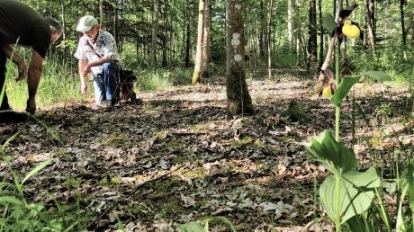 Ein Jahr nach dem Orchideenfrevel im Wald bei Oberndorf ist die Fläche, auf der Glyphosat ausgebracht wurde, noch immer tot. 