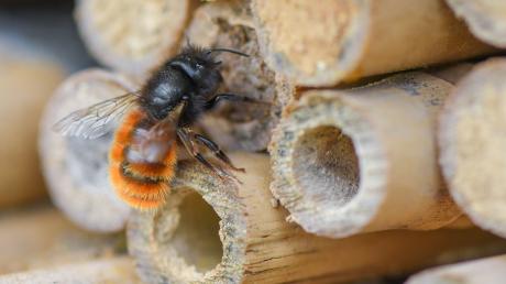 Es gibt rund 560 Wildbienenarten in Deutschland, die keine Nutzbienen zur Honiggewinnung sind wie die Honigbiene, sondern wild leben. 