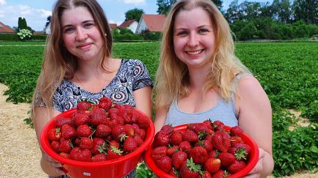 Laura und Jasmina haben sich frische Erdbeeren von der Engel-Plantage in Heinrichsheim geholt. Die Ernte ist soeben erst gestartet.