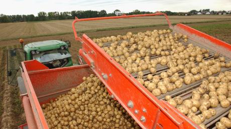 Ohne Strom und Heizenergie läuft in der Kartoffelverarbeitung nichts.  Wenn Landwirte ihre Ernte bei der Südstärke in Schrobenhausen abliefern, muss die Verarbeitung zeitnah passieren. 